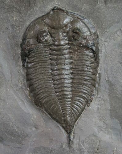 Dalmanites Trilobite From New York #9210